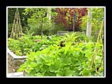 lush green back yard garden