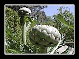 large artichoke 