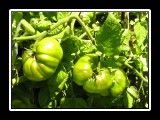 fresh green tomatoes 
