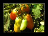 fresh vegatables 