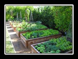 raised beds full of vegatables