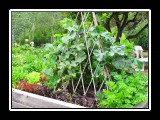back yard garden full of vegatables