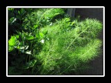 looks like fennel