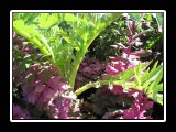 organic salad for dinner
