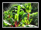 beautiful vegatable garden
