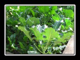fresh vegatable salad