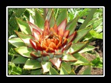 flowwering vegatable
