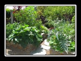 raised beds organic