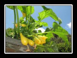 yellow squash for dinner