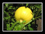 home grown melon