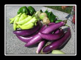 homegrown harvest