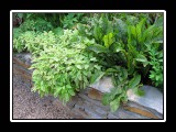 lush raised beds