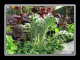 organic vegatables